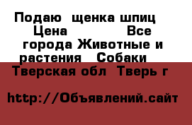 Подаю. щенка шпиц  › Цена ­ 27 000 - Все города Животные и растения » Собаки   . Тверская обл.,Тверь г.